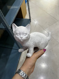 مجسمه دکوری گربه های بازیگوش(قیمت درج شده برای ۱ عدد است)